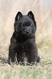 SCHIPPERKE 349